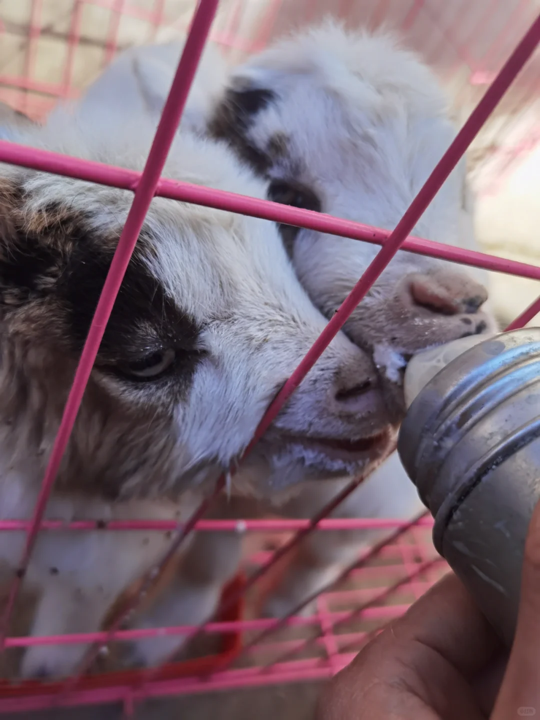 养羊记录第八天,搬到户外了