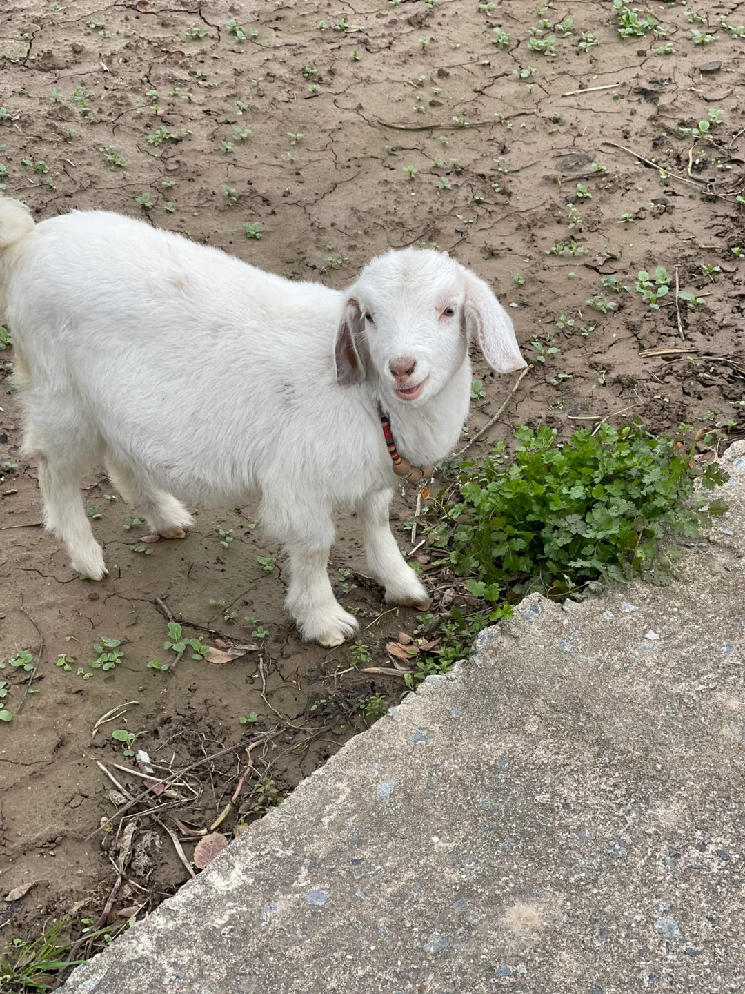 С��ë�ˣ����ģ�ë���޵ġ�