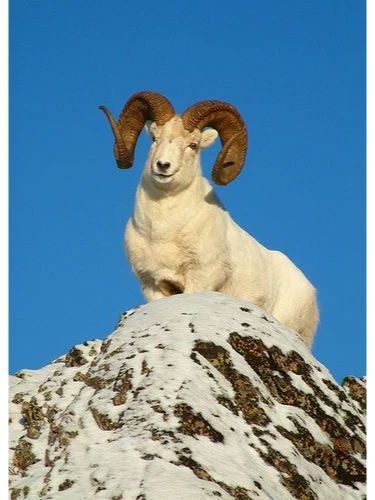 ϣ����ԭ��С����������㣬һֻ���о���ֻ