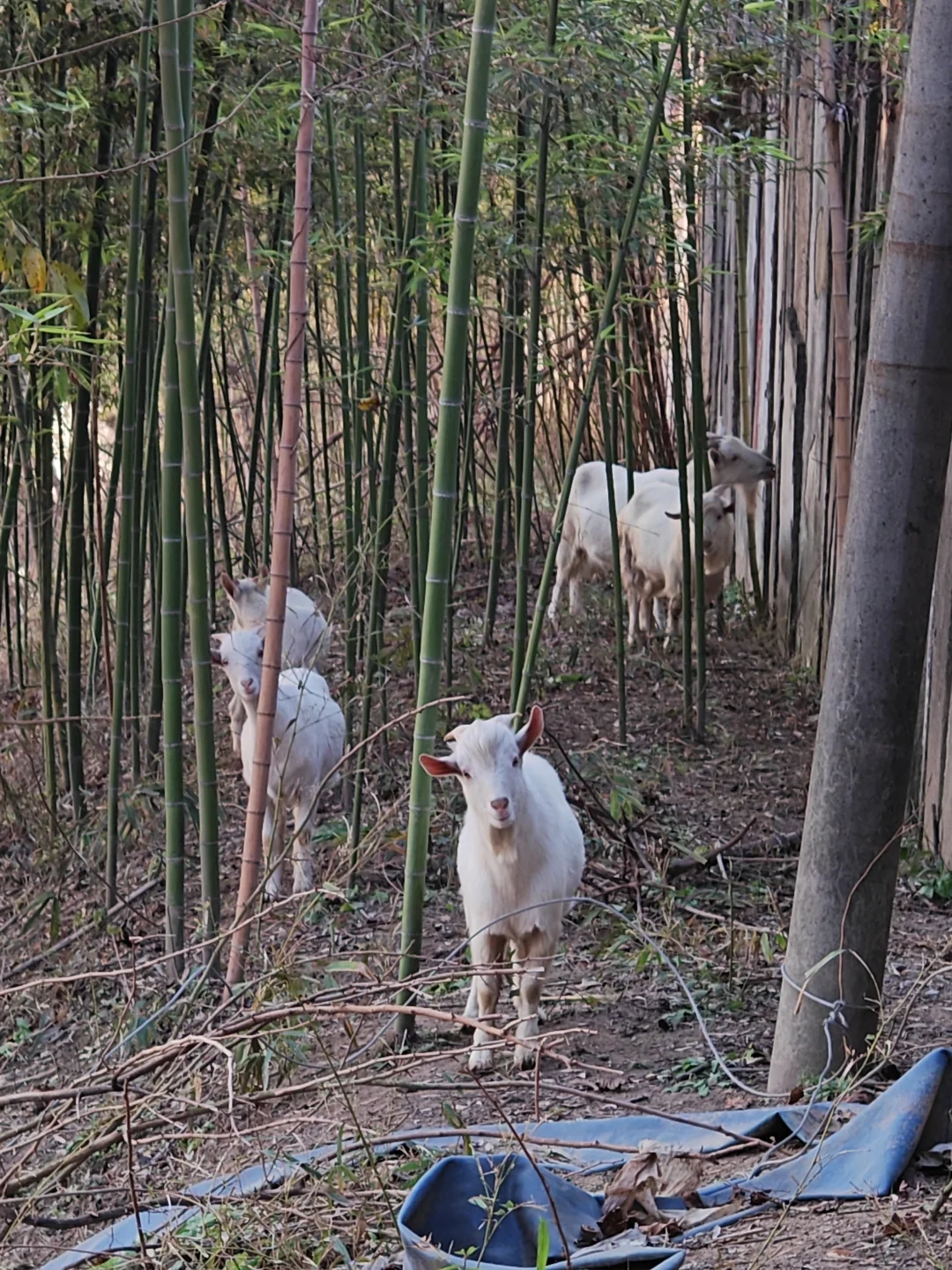 ��ũ���ݳ���Ĵ���Ȼ��Ҫ����?