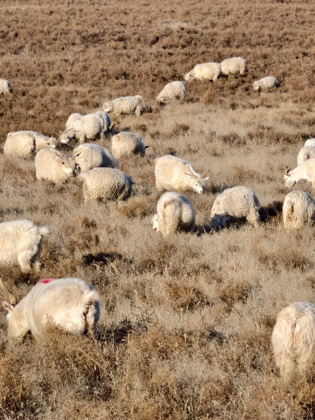 ������˹ɽ��Ϊʲô�����������컨�壿��