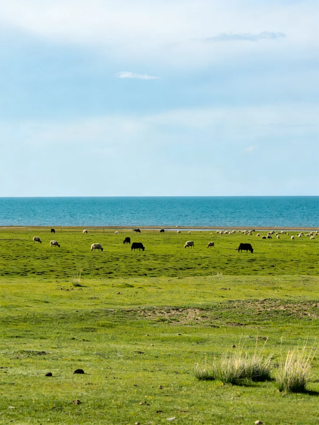 Ϊʲô��Ƭ��ԭ��ҪһȺ���������ˡ���