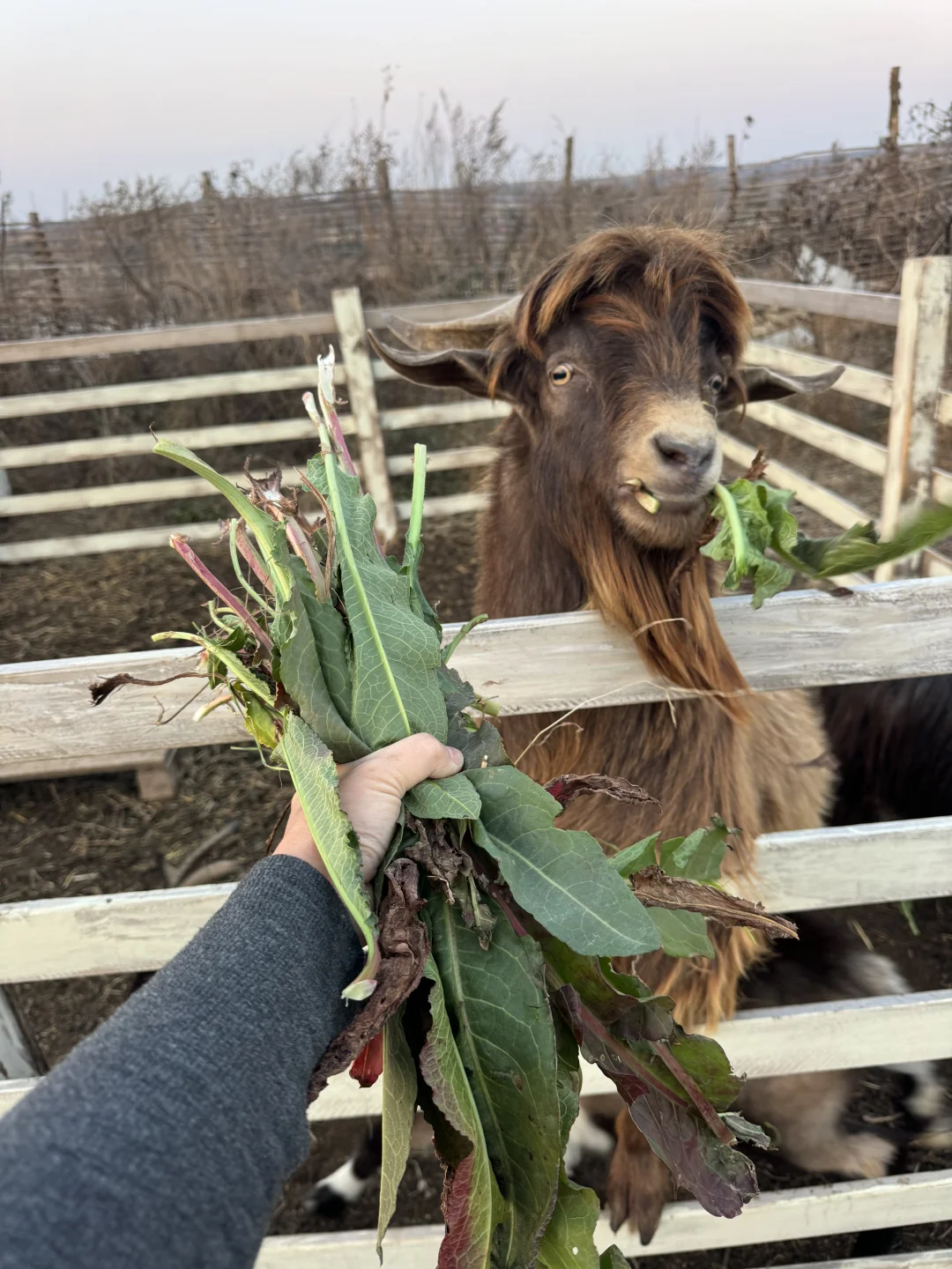 �����ˣ�ι����ɡ�