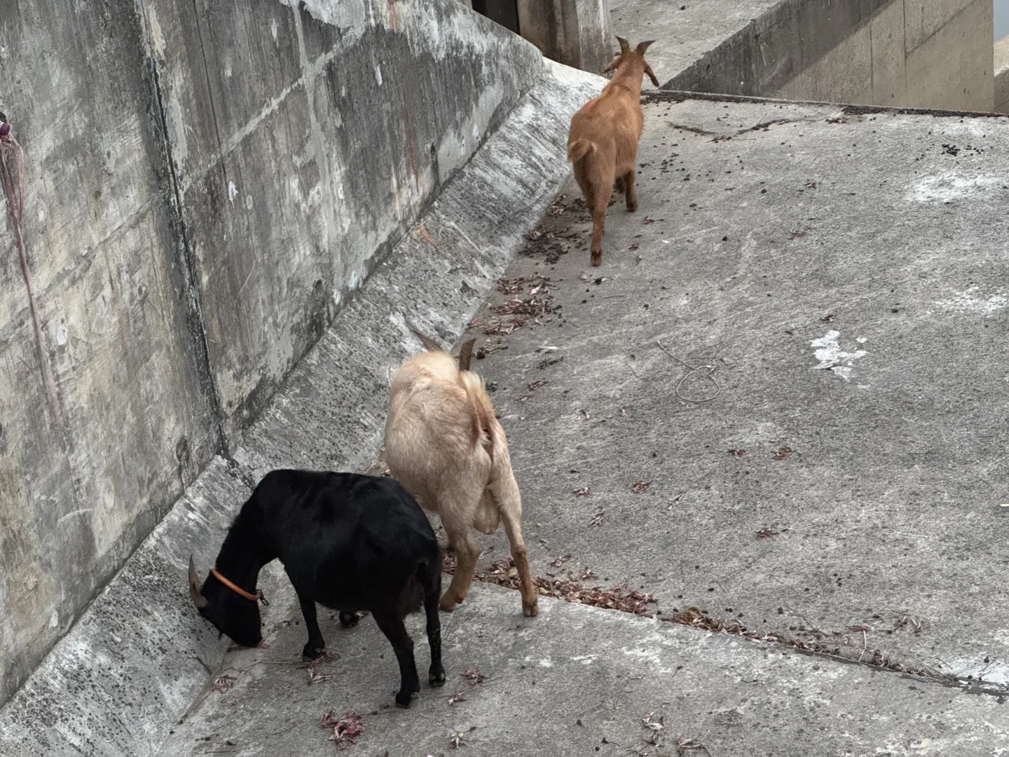 ������?��Ȼֲ�����