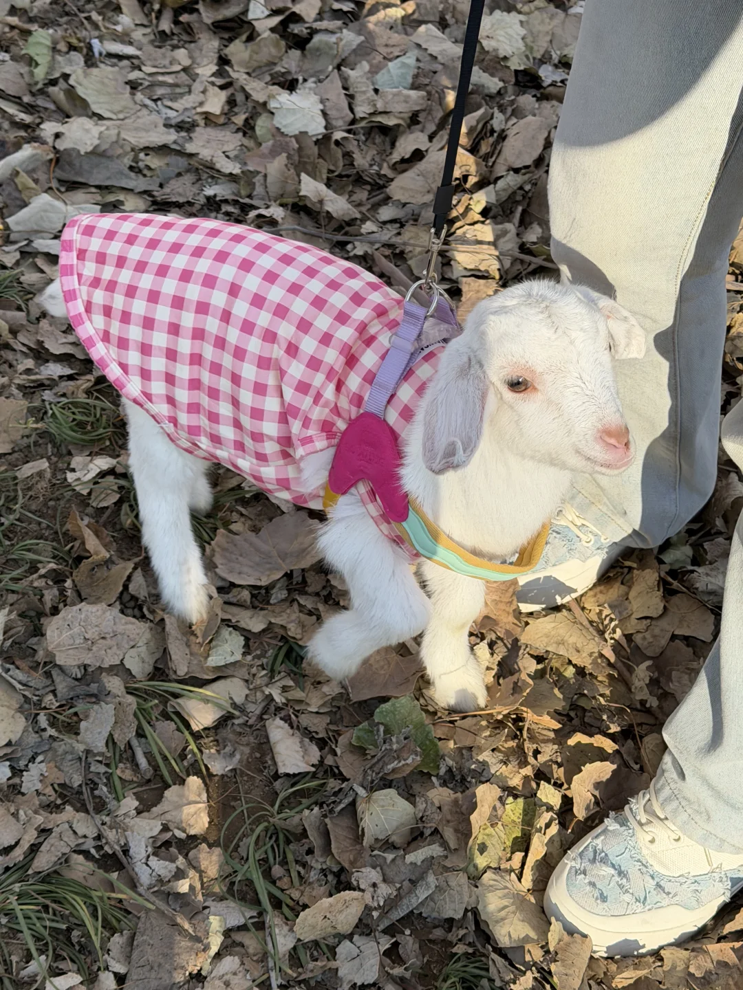 �����򱦱�