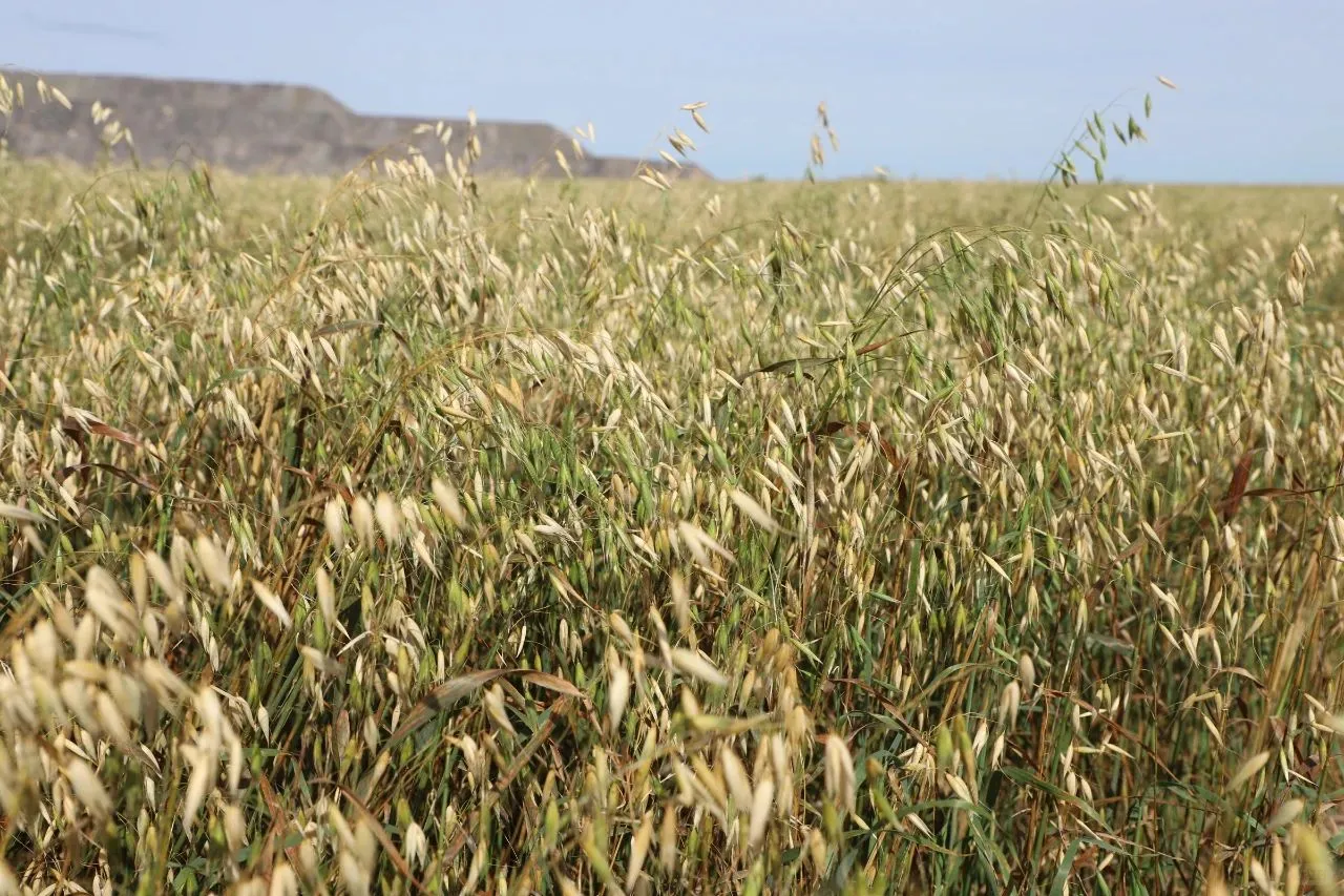 ͻȪ����Ķ������ջ�æ?