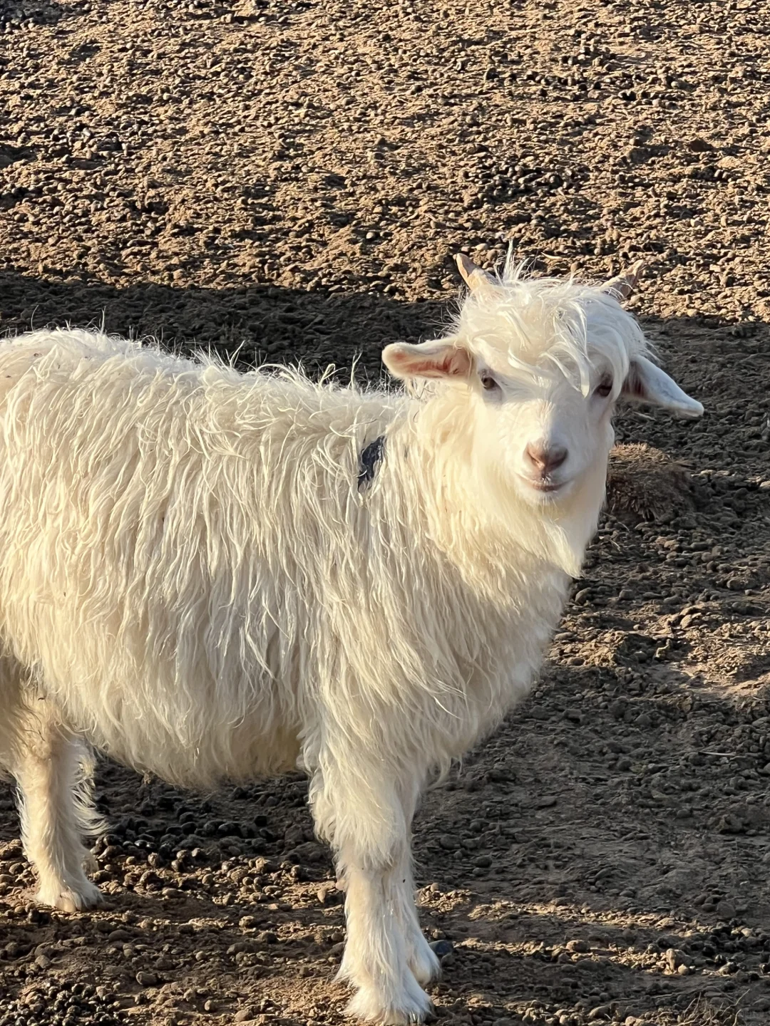 �۷��Ͷ�С�����Ҫ��?