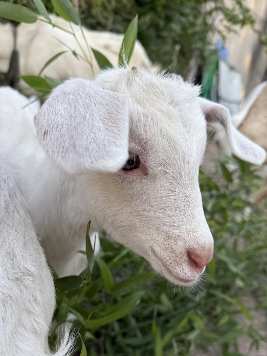 ˭��С��С����