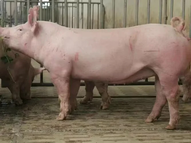 ����̫��ĸ��ͼƬ