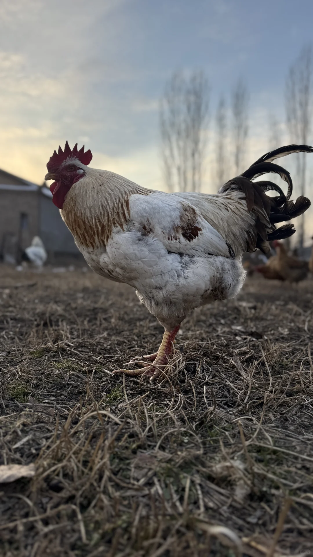 �����½���С������С���