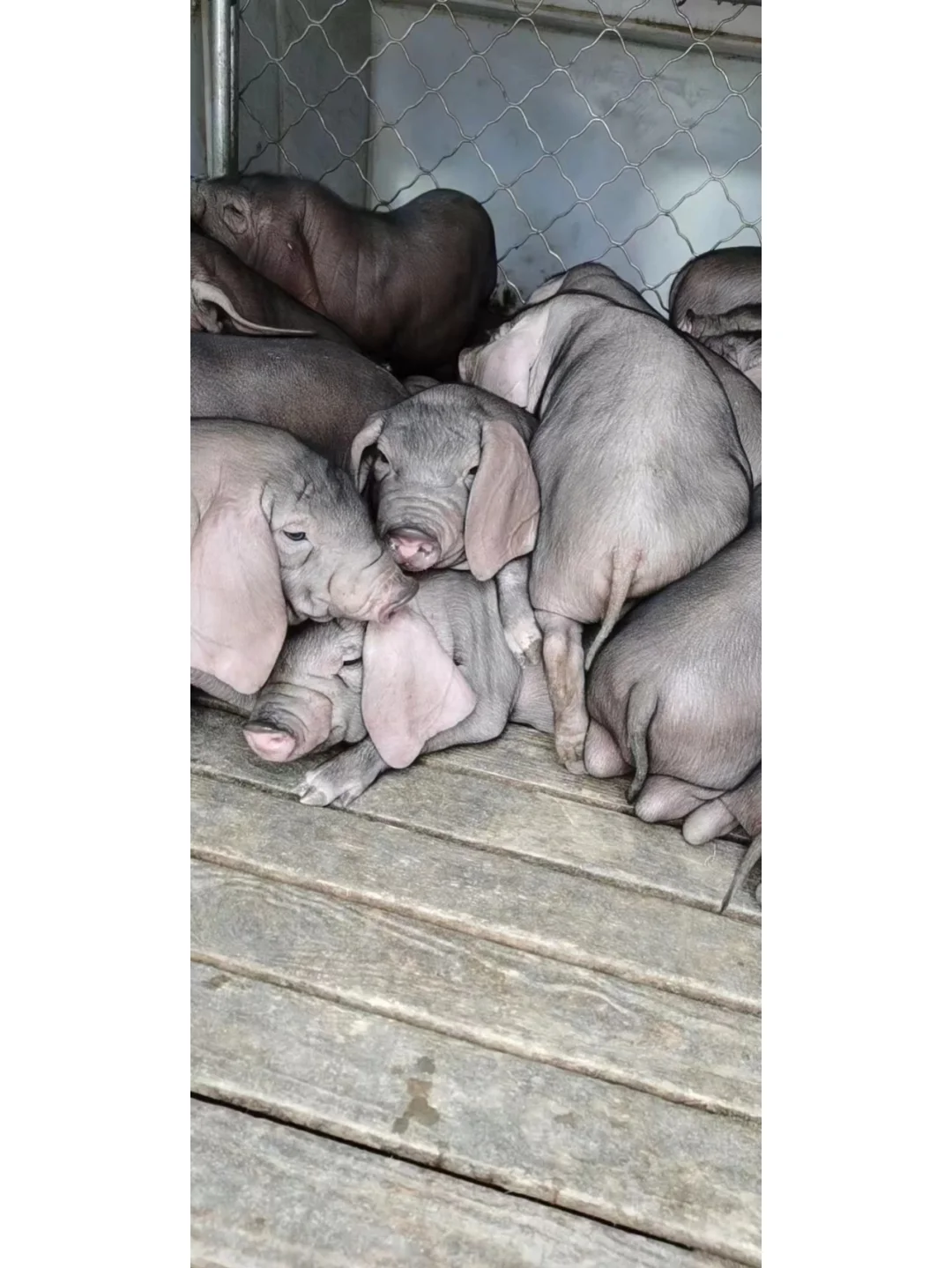 ����̫��ĸ��ͼƬ