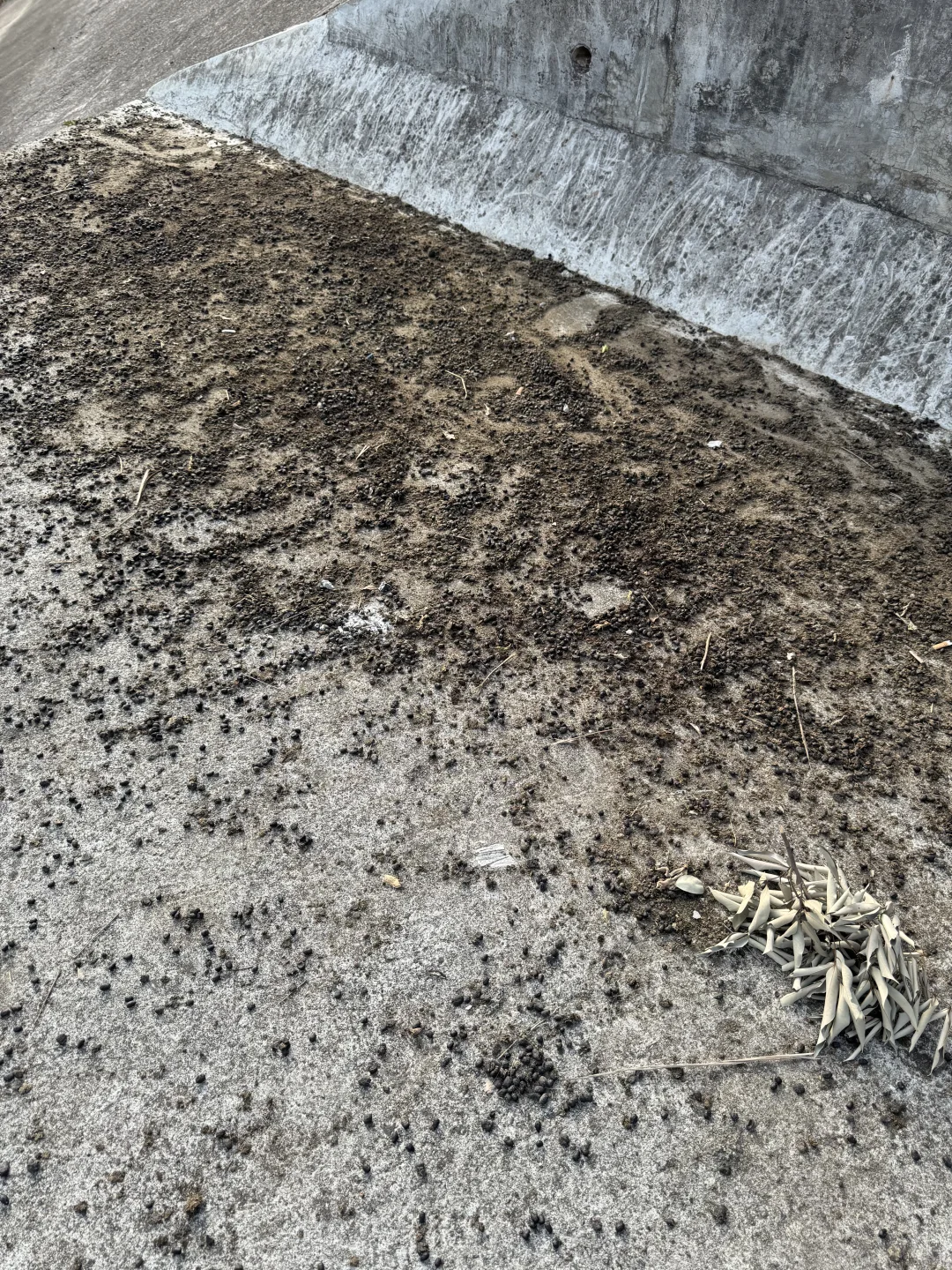 ������?��Ȼֲ�����