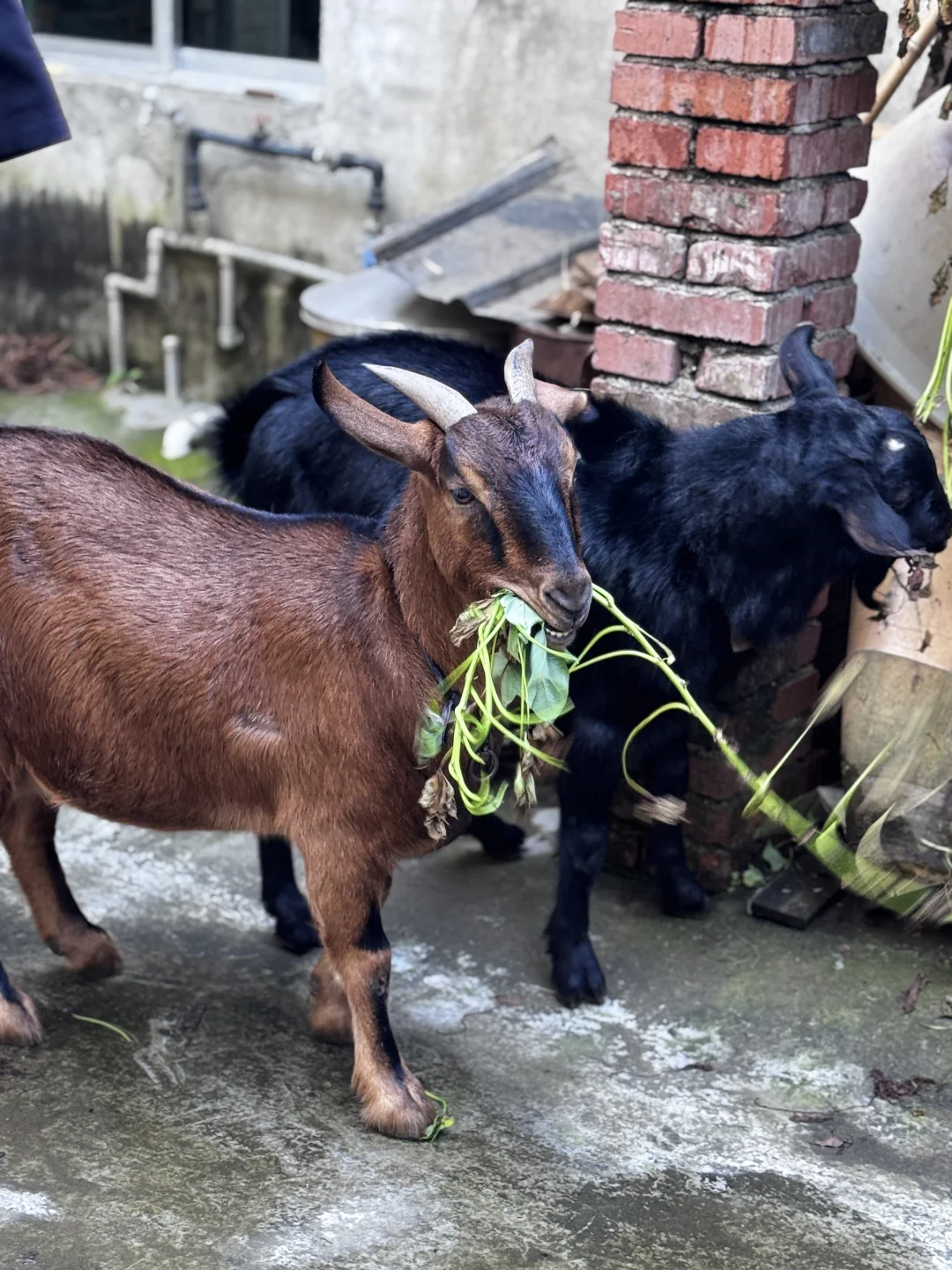 �ɶ�������������ʳι���������