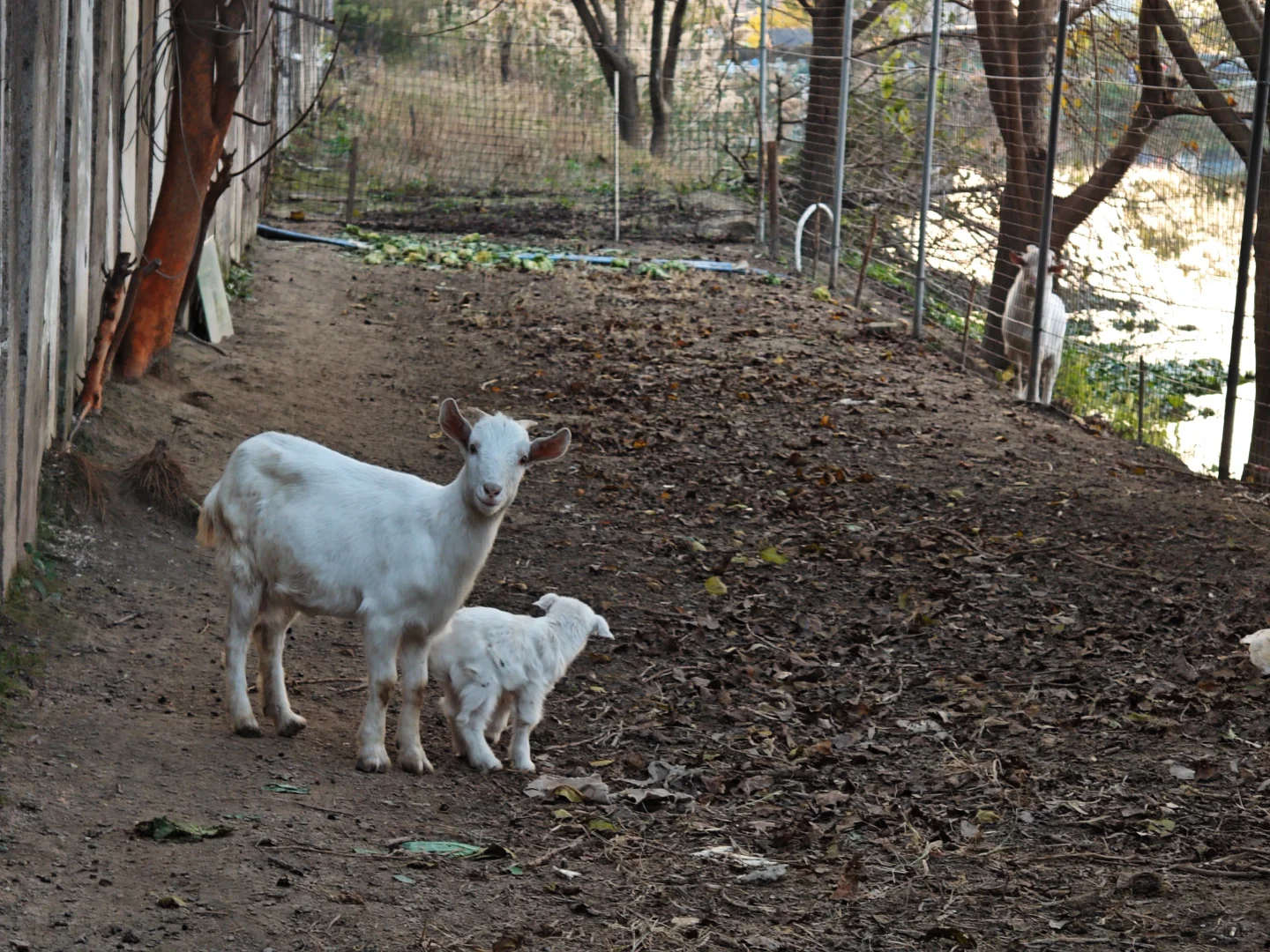 ��ũ���ݳ���Ĵ���Ȼ��Ҫ����?