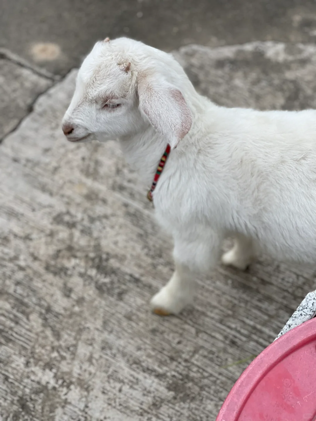 С��ë�ˣ����ģ�ë���޵ġ�