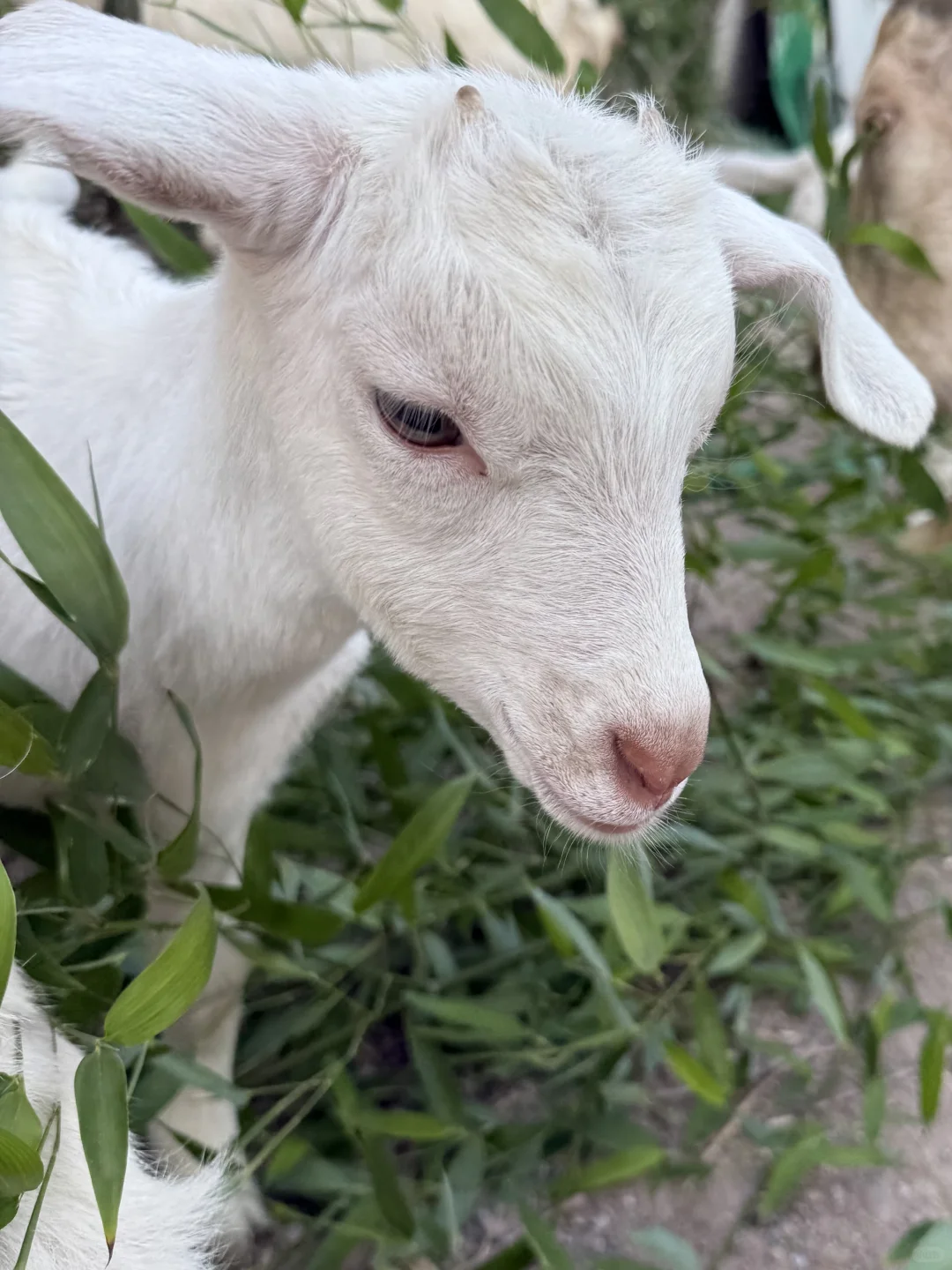 ˭��С��С����