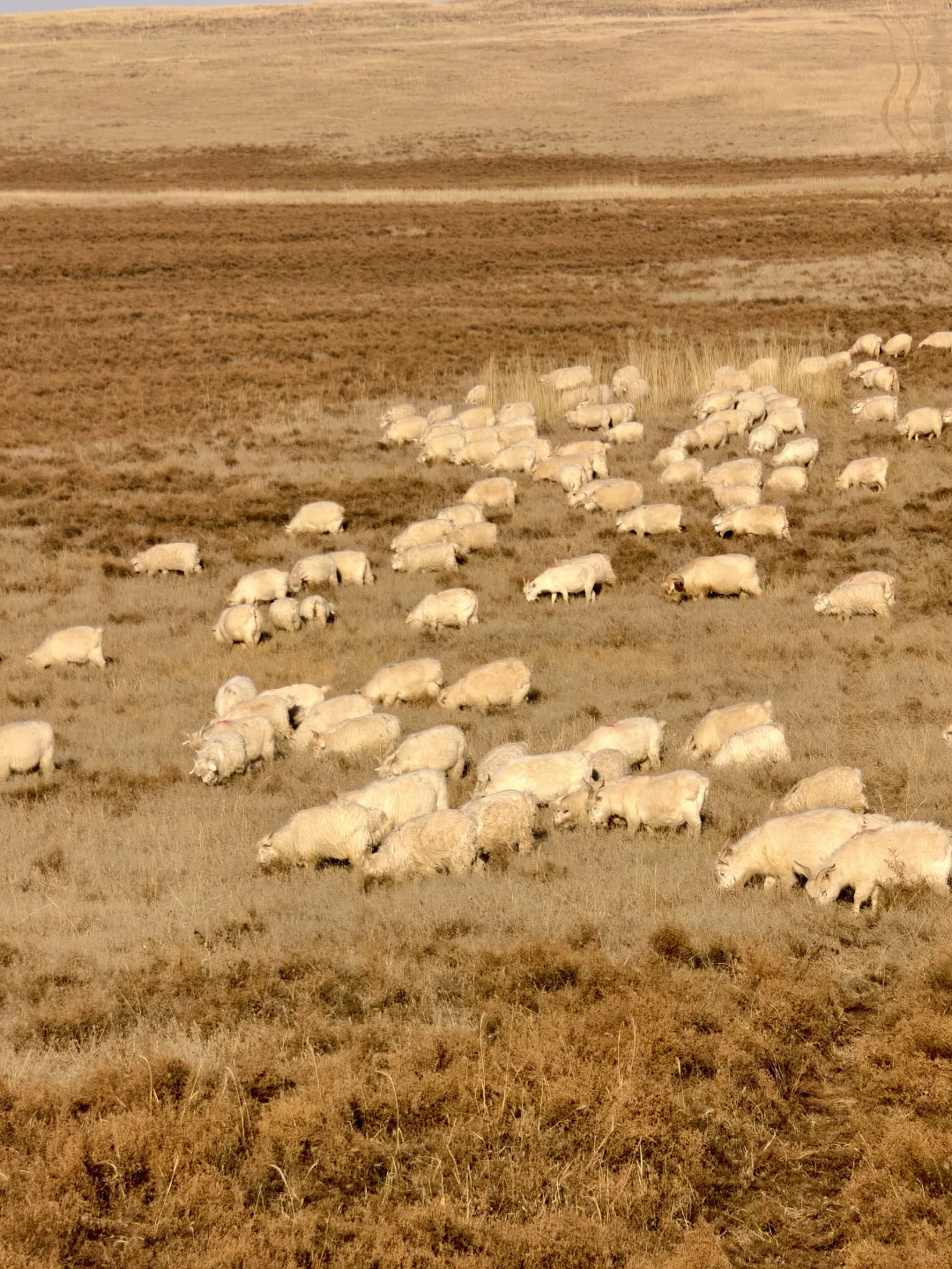 ������˹ɽ��Ϊʲô�����������컨�壿��