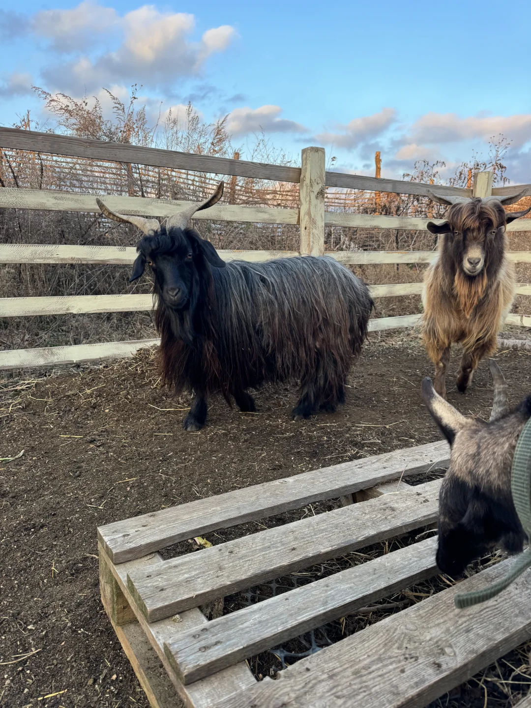 ��ã��׸���Ȧ