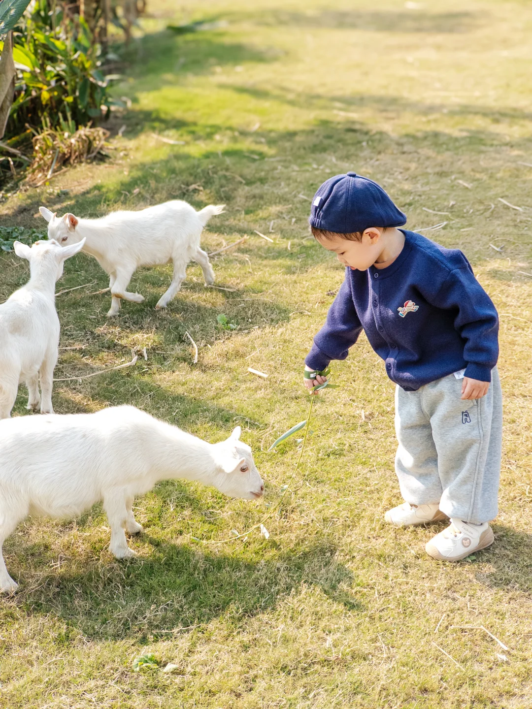 ��30+��һ��ι�򣬺���2��Ҳ�ǵ�һ��ι��?