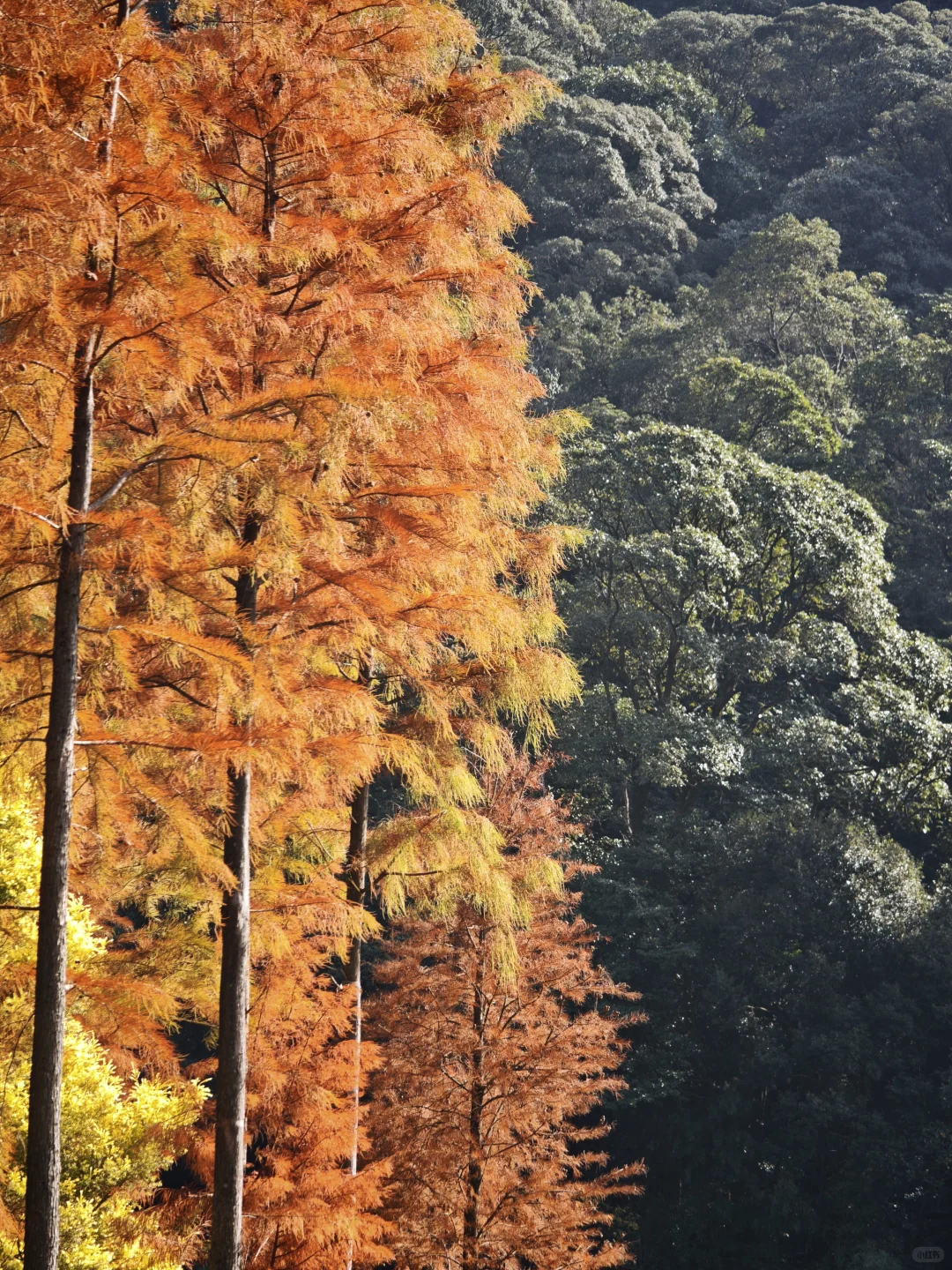 �ڹ㶫���ҵ��˺��õó��ֵ�����