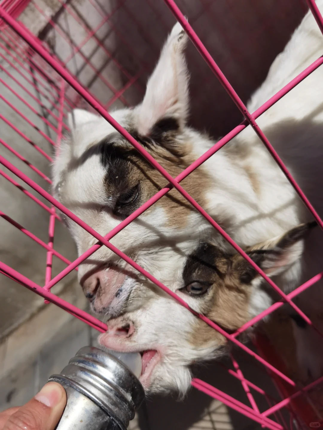 养羊记录第八天,搬到户外了