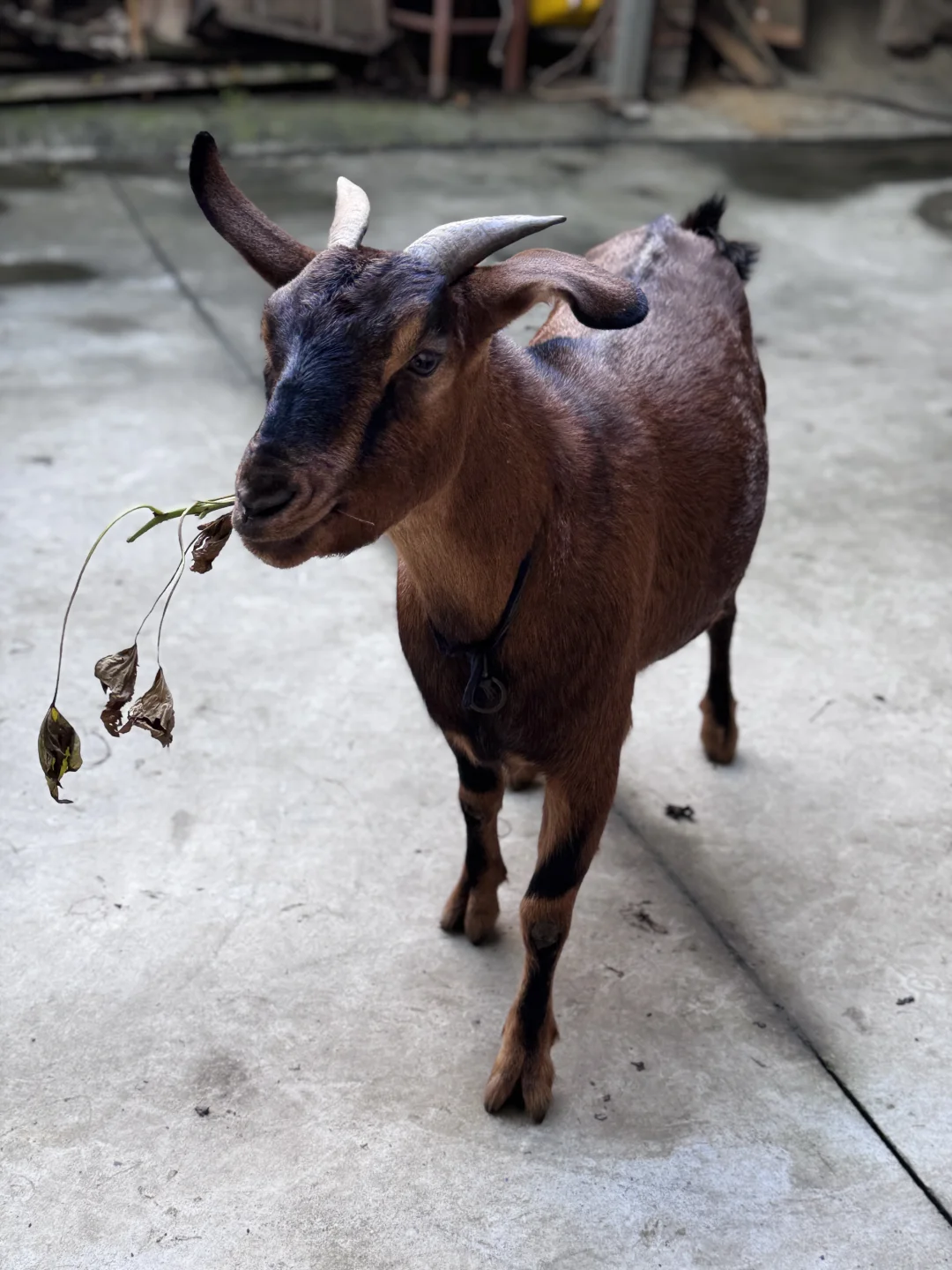 �ɶ�������������ʳι���������