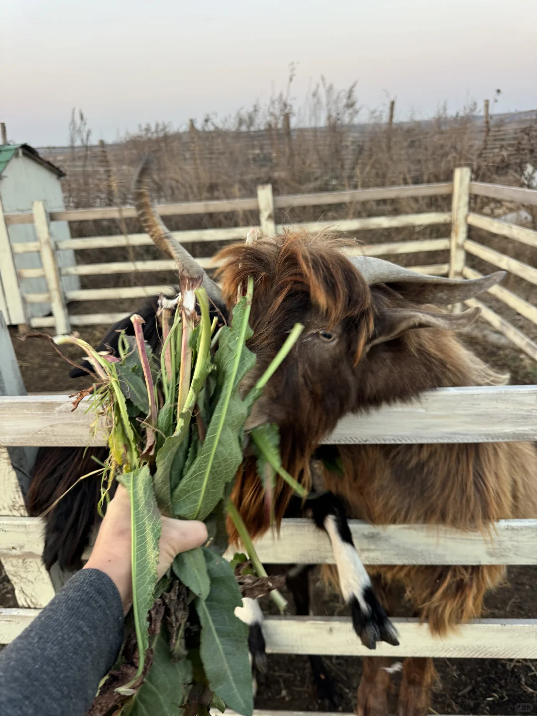 �����ˣ�ι����ɡ�