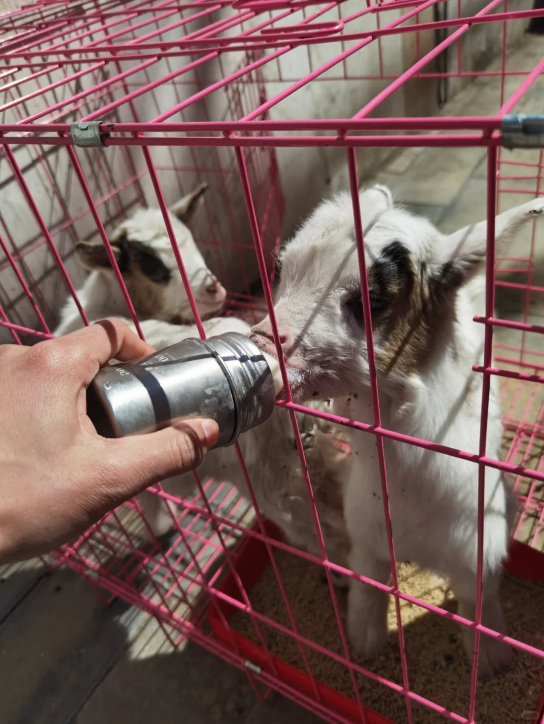 养羊记录第八天,搬到户外了