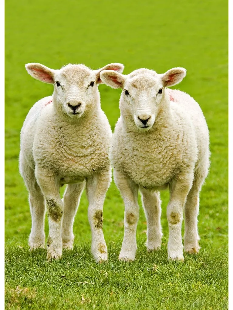 ϣ����ԭ��С����������㣬һֻ���о���ֻ