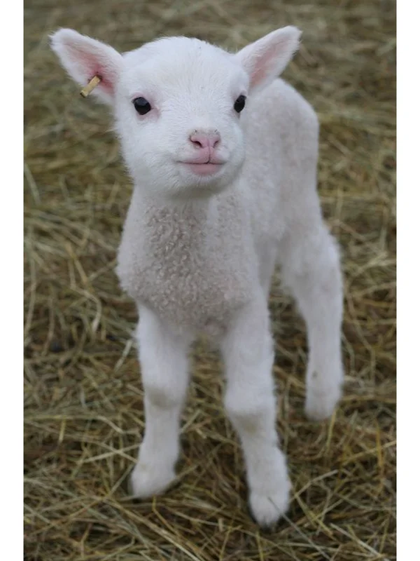 ϣ����ԭ��С����������㣬һֻ���о���ֻ