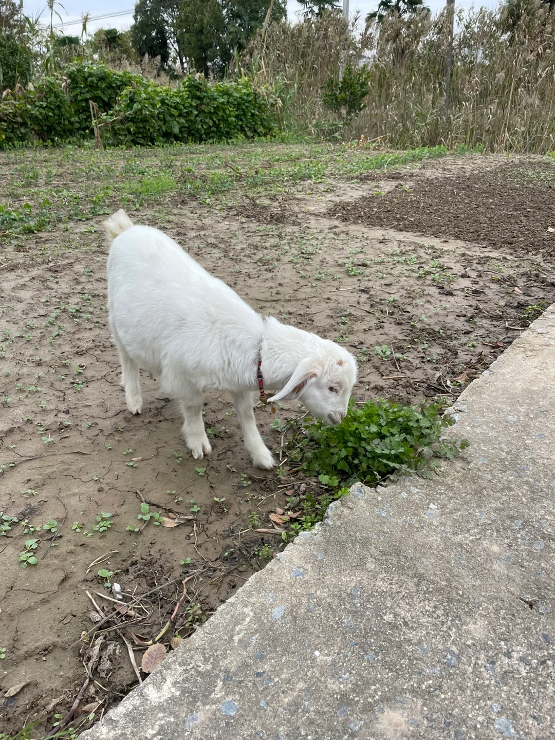 С��ë�ˣ����ģ�ë���޵ġ�