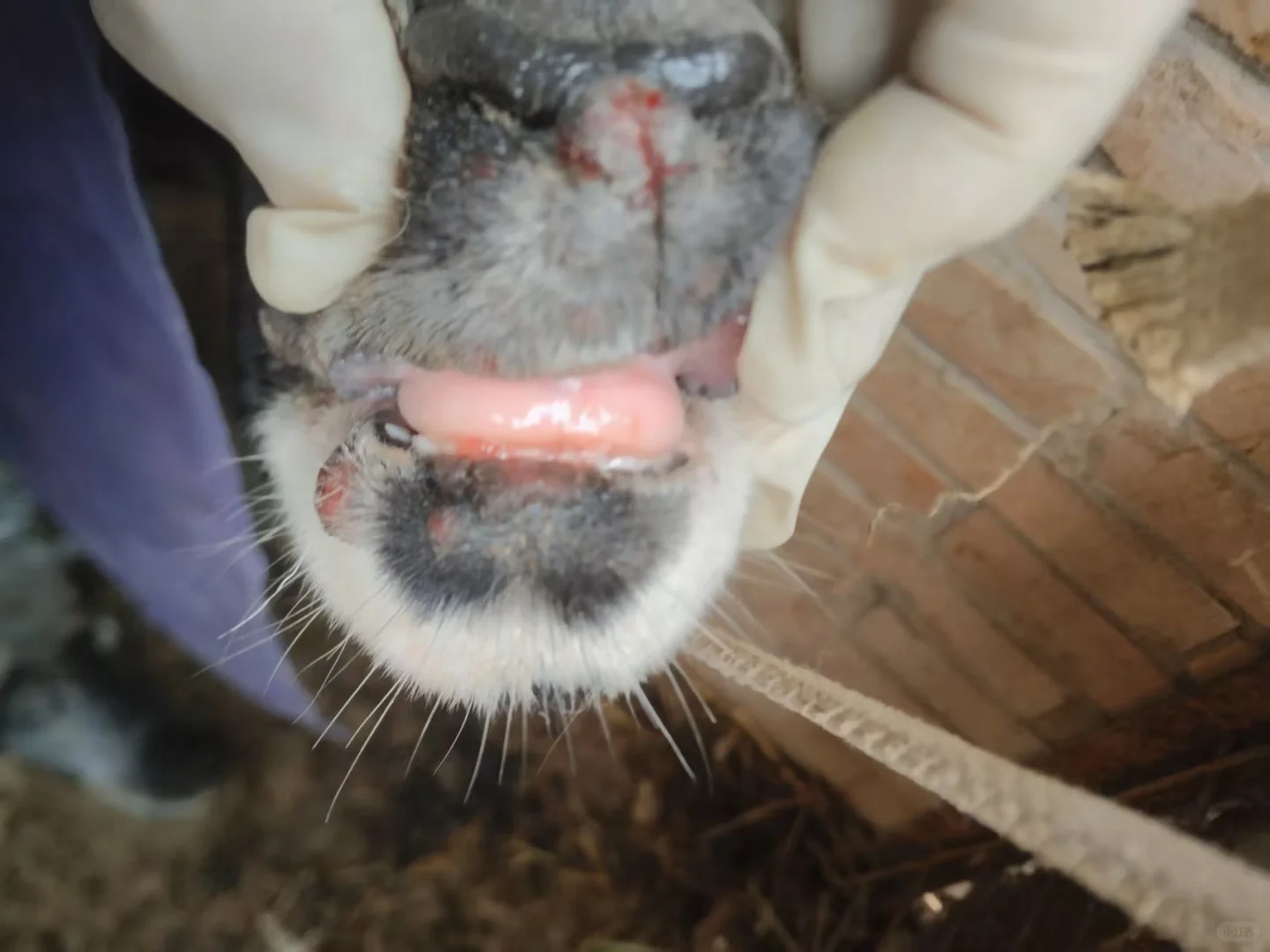 ����������ϳ�������ô��