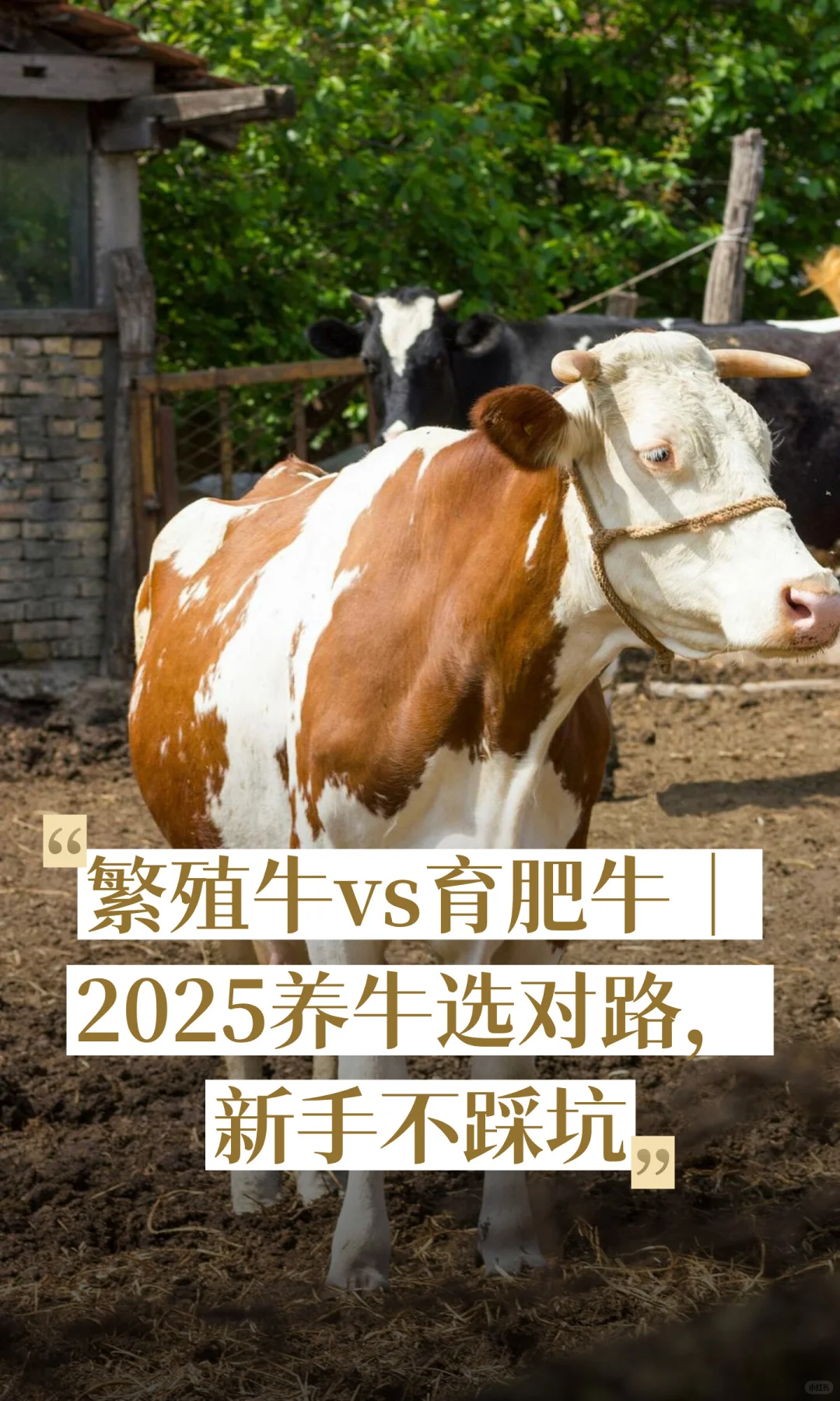 ��ֳţvs����ţ��2025��ţѡ��·