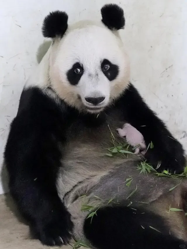 �������µ�̥���У��Ա���Ϊ����