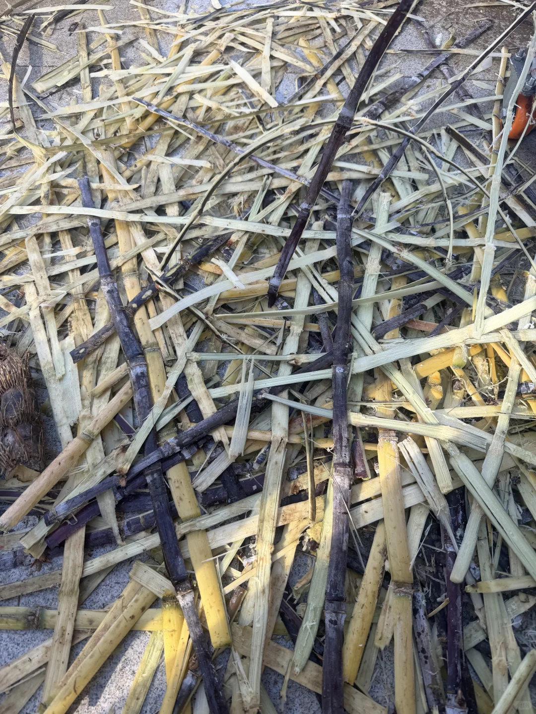 �����ܱ�ιţ�������и��ˡ�