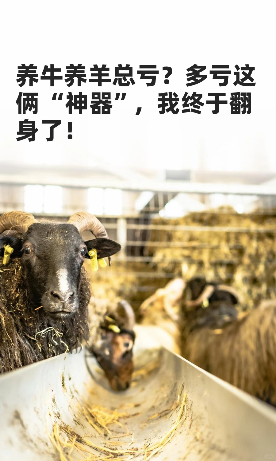 ��ţ�����ܿ���������� ����������������