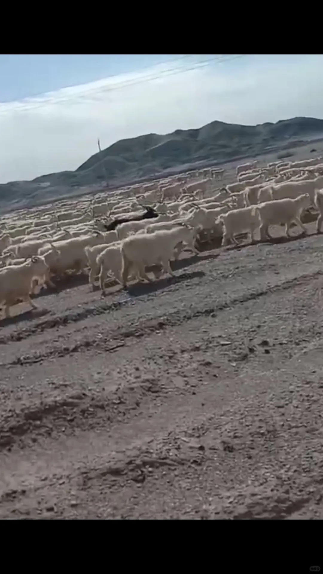 ���ɰ���������