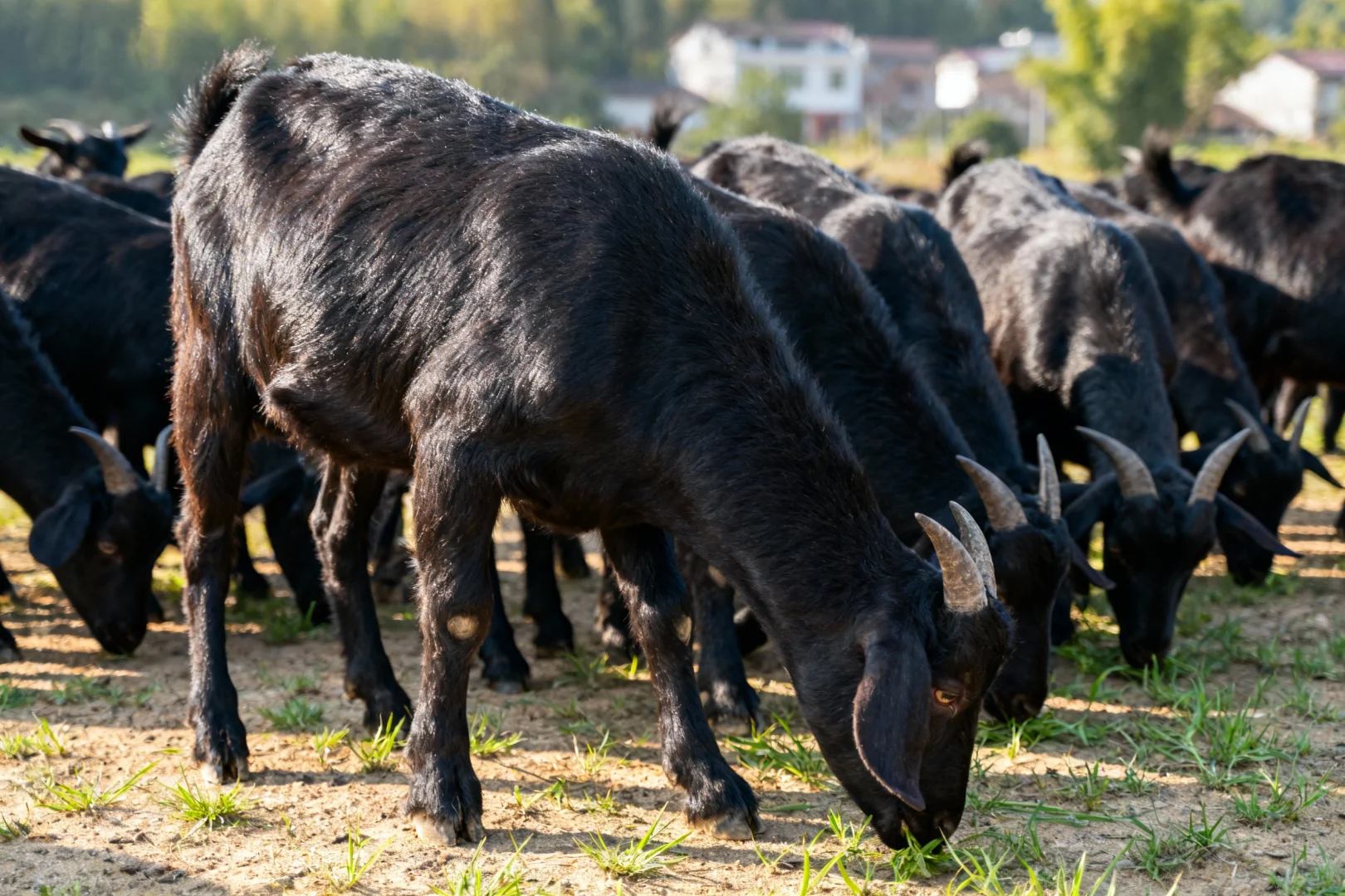 �������Բݳ���Ҷ�����غ�ɽ�����