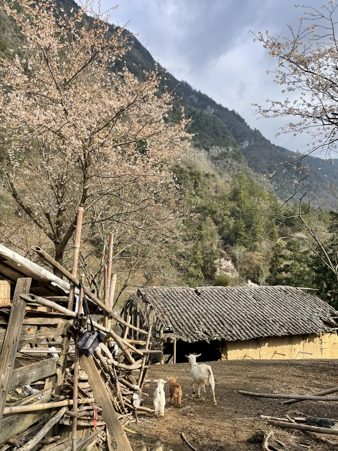 ������ʩ��ɽ��?