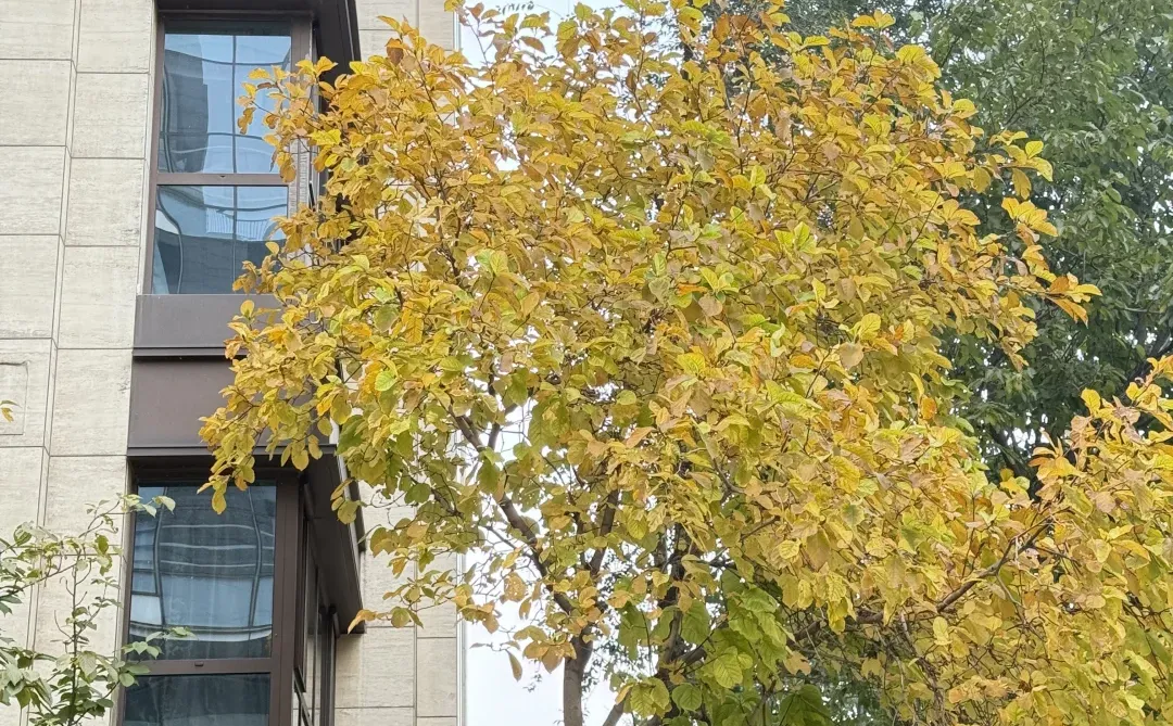 ����ȼ��ײ�����