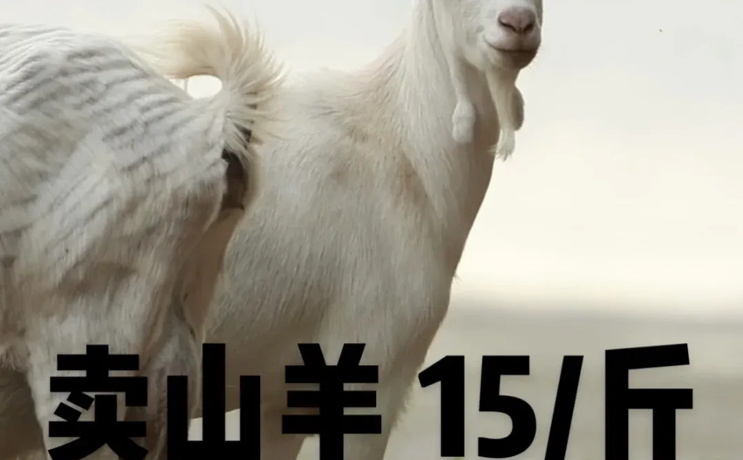 ��������ɽ��15һ�� �绰150 4338 6276