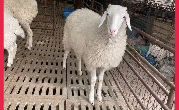 ��Ȫ����۸�