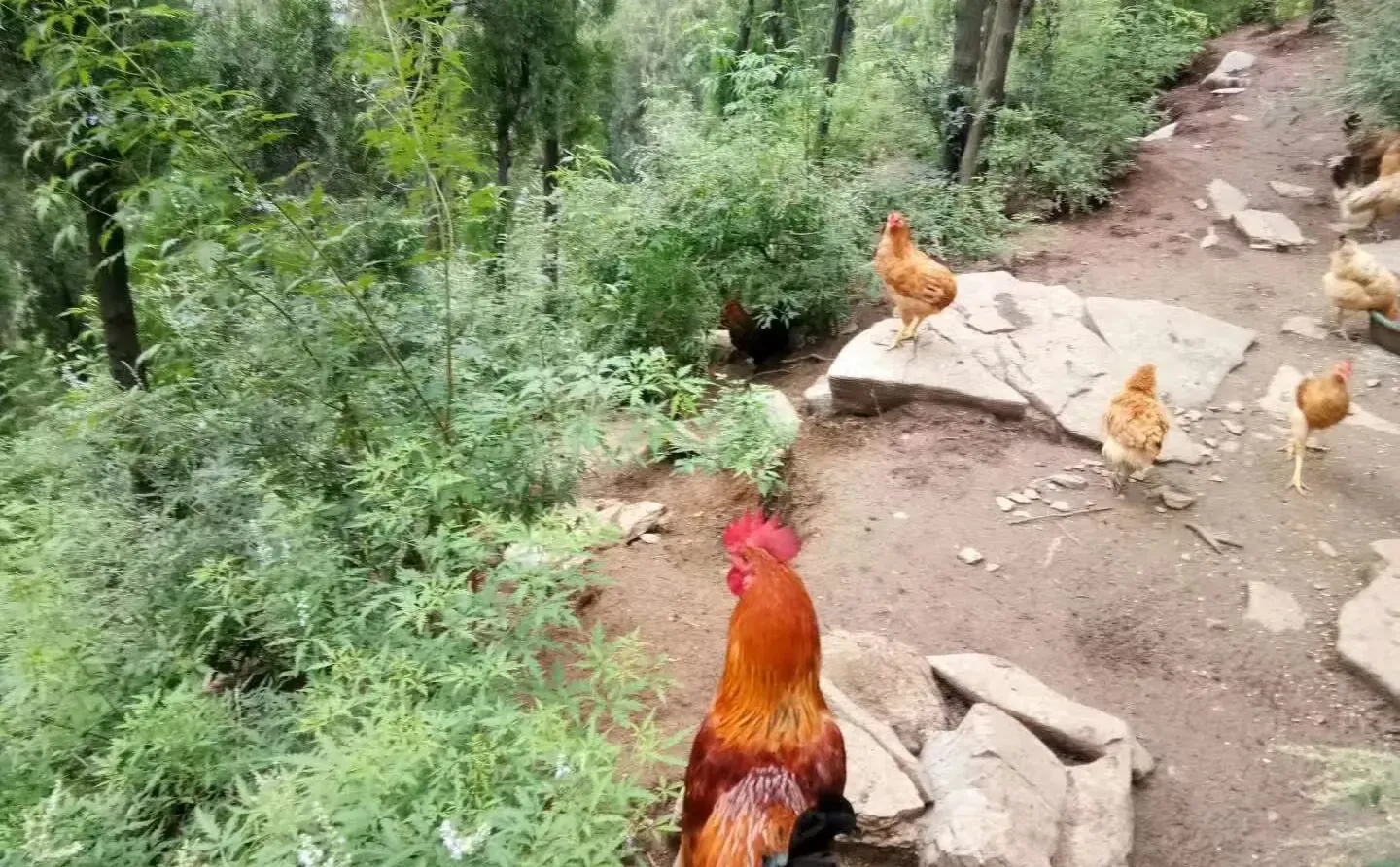 ȥ�����з�֦ĩ�ڣ�ֱ���ݳ޵ĺ��ģ�