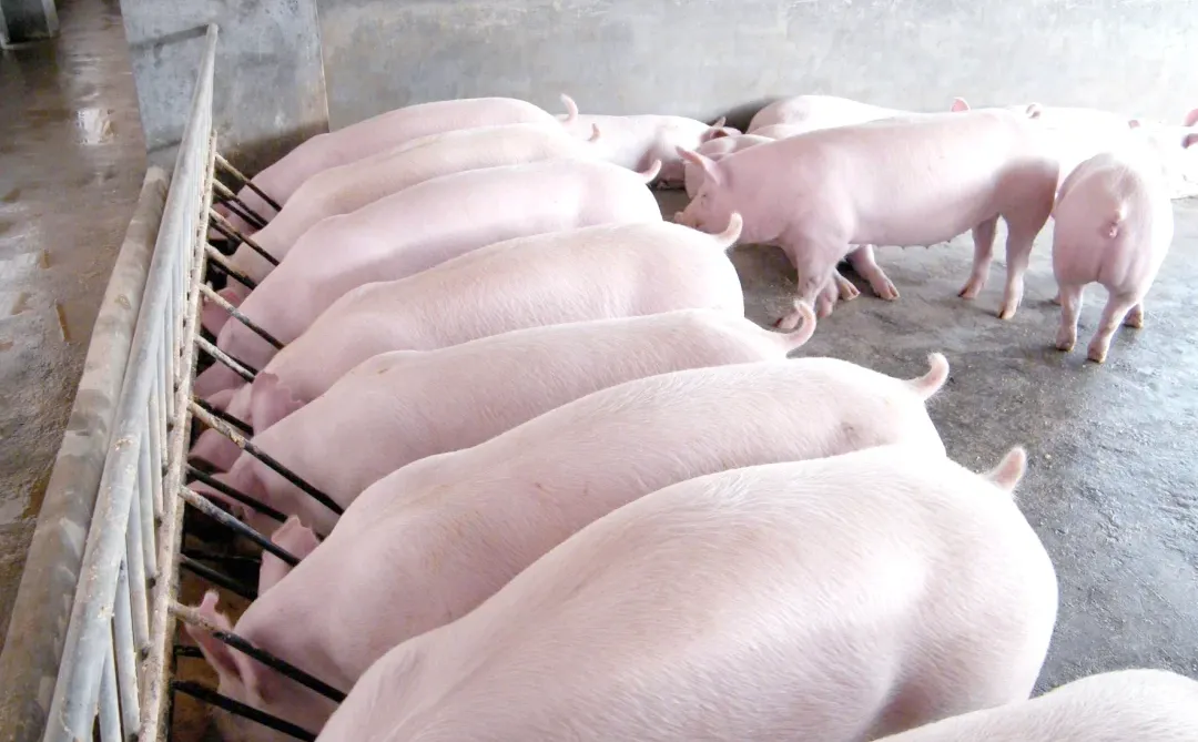 ����ǰ����������������ѧ�߷ʶ�׬һ�ʣ�