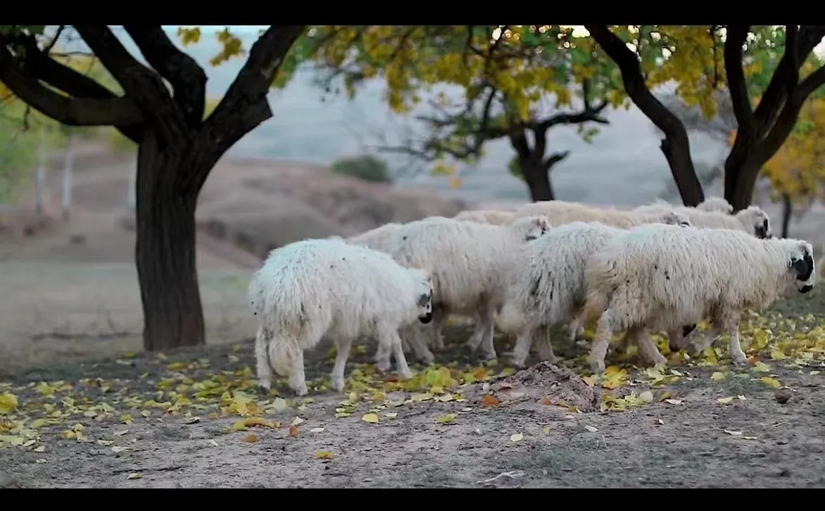 ˳����ʺ����������۴�������̲����