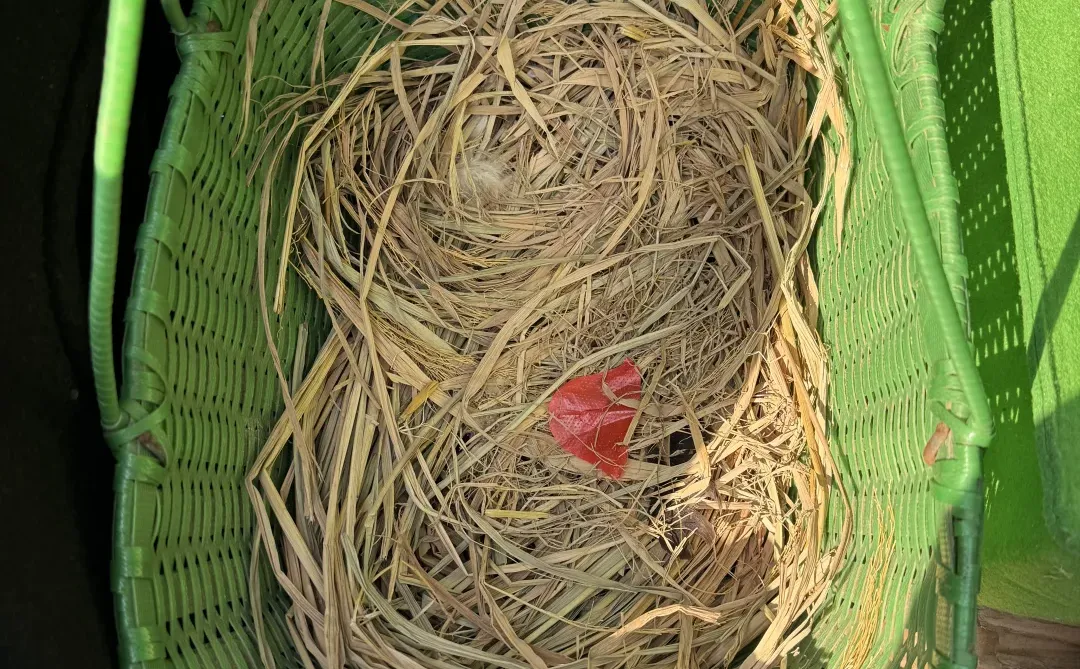 �Ϸʰ�̯��������