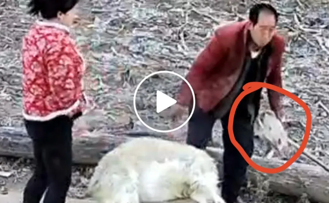 �Ҽ�ɽ����6���ָ�����һ��45���˷�4��