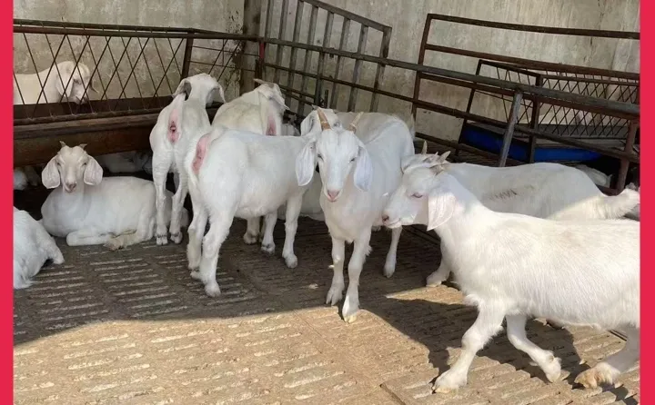 ��������۸�