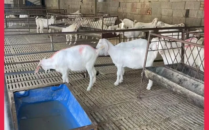 ����ɽ��۸�