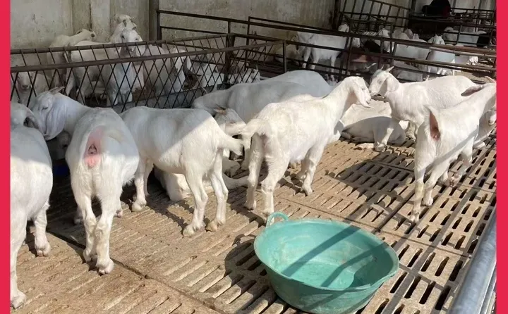 ����ɽ�����Ǯ